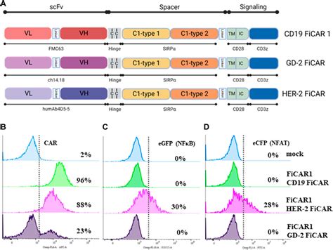 Frontiers Using The Jurkat Reporter T Cell Line For Evaluating The