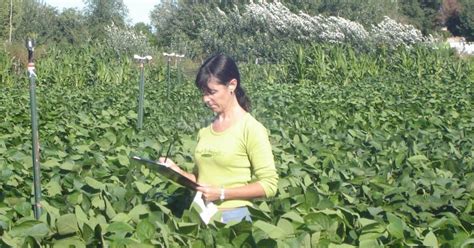 Obtienen nueva variedad de soja para la alimentación de cerdos Campo