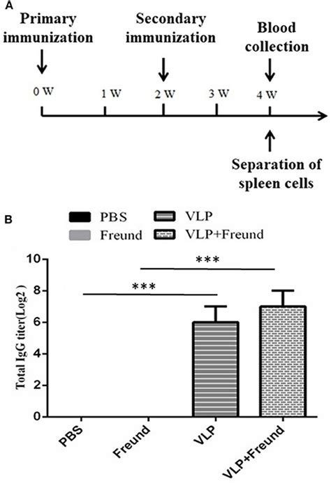 Frontiers Immunogenicity Assessment Of Rift Valley Fever Virus Virus