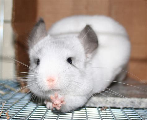 Chinchilla Stretching Paws Chinchilla Photo 30355394 Fanpop