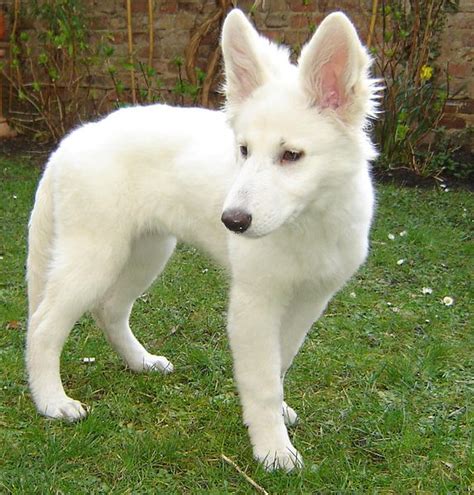 White German Shepherd Wolf Hybrid | Dog German Shepherds