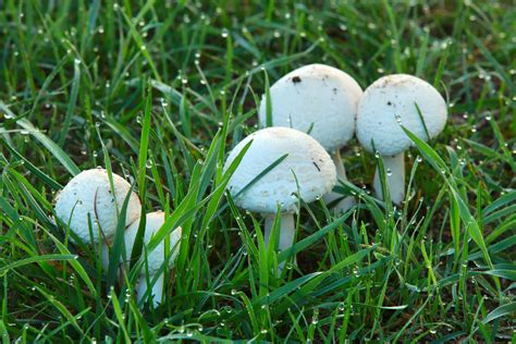 Common Yard Mushrooms