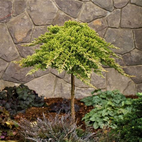 Dwarf Japanese Garden Juniper Tree - PlantingTree