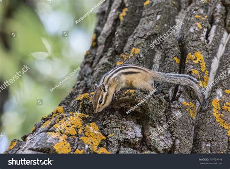 Chipmunk Their Natural Habitat Stock Photo 719754148 | Shutterstock