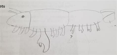 Arthropoda Crustacean Diagram Quizlet