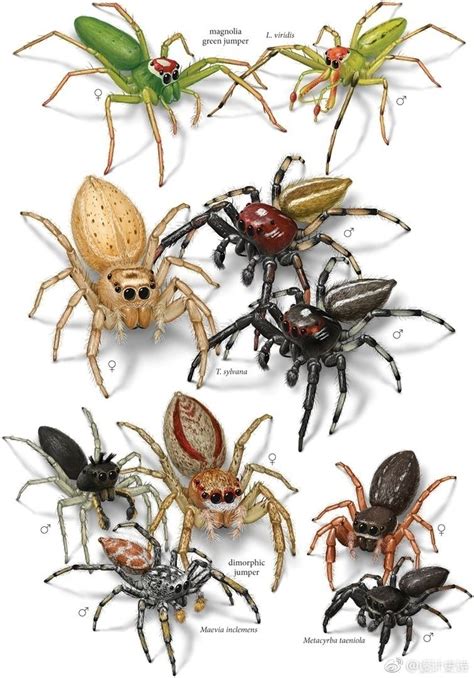 Four Different Types Of Spiders With Names