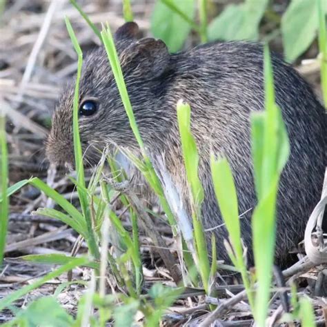 Hispid Cotton Rat Facts Diet Habitat And Pictures On Animaliabio