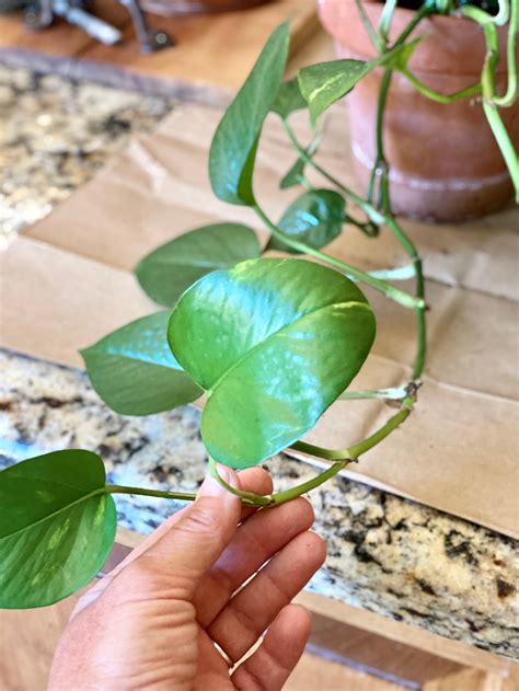 How To Propagate Pothos Nature Way