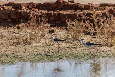 Black Winged Stilt Himantopus Himantopus In Dakhla Oasis Egy Stock