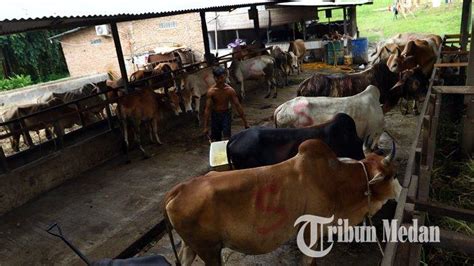 Berita Foto Permintaan Sapi Kurban Mulai Meningkat Jelang Idul Adha