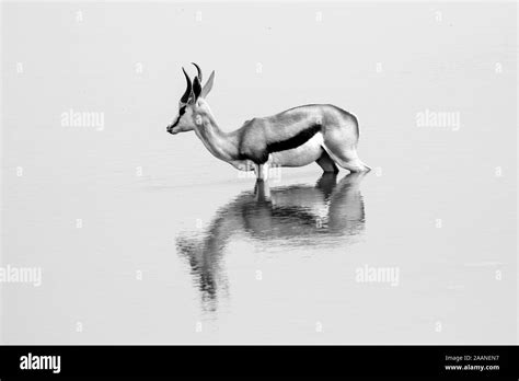 Springbok Black And White Stock Photos And Images Alamy