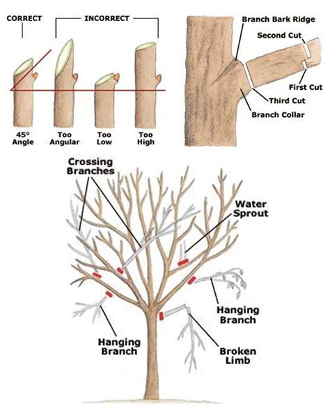 A Cool Guide For How And When To Prune Trees And Shrubs R Coolguides