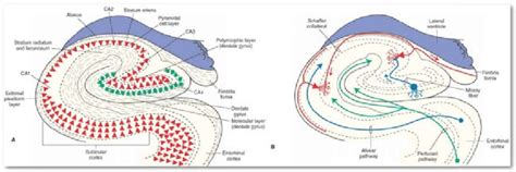 4: Anatomy of the hippocampus. Schema of the internal organisation of ...