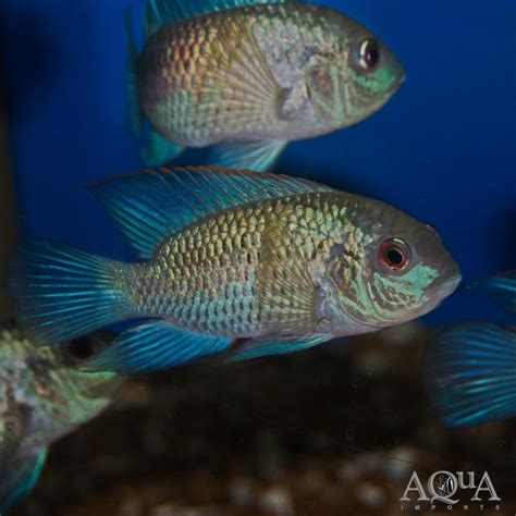 Electric Blue Acara Aequidens Pulcher Aqua Imports