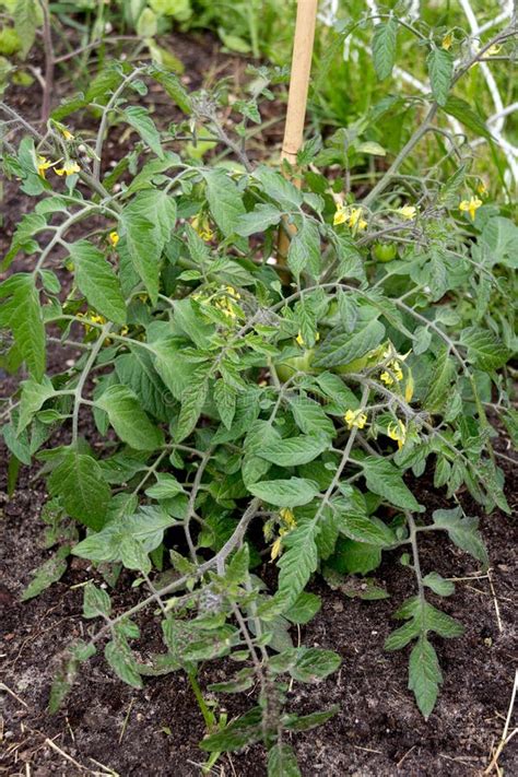 Miniature Tomato Plant In Garden Stock Image Image Of Fruit