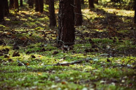 Free Images Landscape Tree Nature Forest Outdoor Branch Wood