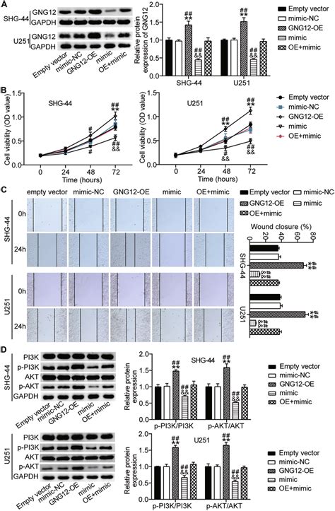 Mir 876 5p Suppressed The Expression And Function Of Gng12 The