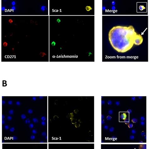 Flow Cytometry Analysis Of Mouse Bone Marrow Mononuclear Cells