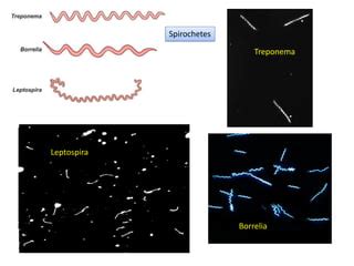 Dark Field Microscopy Was Invented (or Popularized) For The, 53% OFF