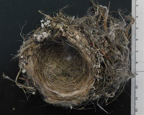 lesser Goldfinch nest (uMZM:Bird:22197) found on the ground below the ...