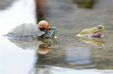 Premium Photo Turtle Snail With Frog In A Puddle