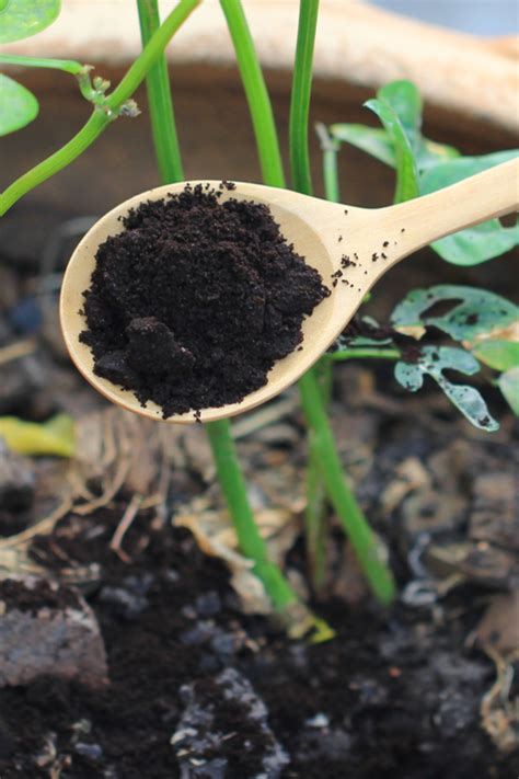 Why Saving Coffee Grounds And Egg Shells Is A Must For Gardeners