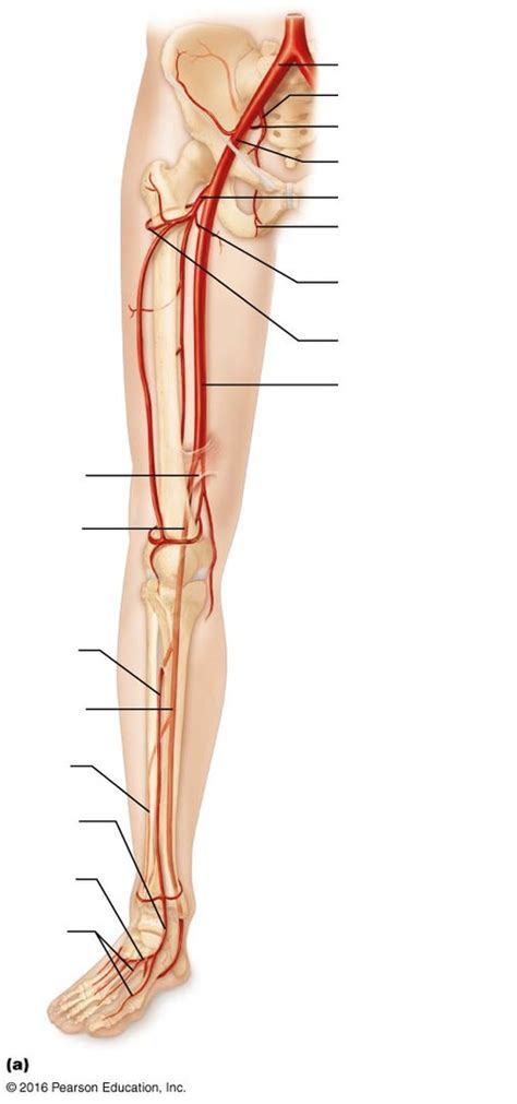 Arteries Of The Right Pelvis And Lower Limb Diagram Quizlet The Best