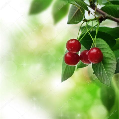 Beautiful Fresh Cherry — Stock Photo © Subbotina 10686624