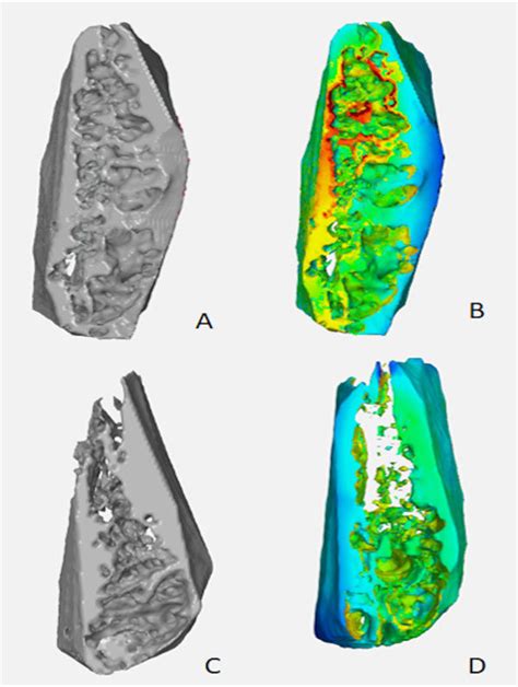 STL 3D models provided by CBCT in comparison with µCT model a A