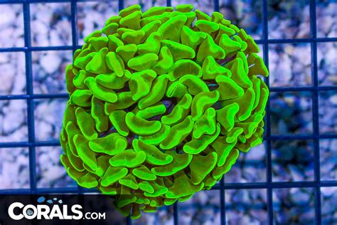 Rare Big Branching Hammer Frag Bright Yellow Glowing Corals