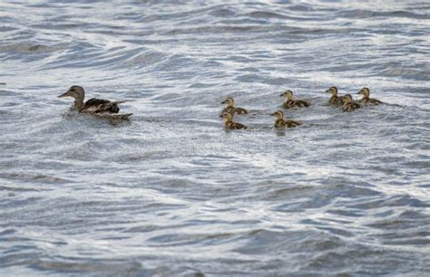 Mom and Baby Ducks stock image. Image of cute, ducks - 269772131