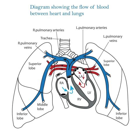 Diagram Showing Flow Of Blood Between Heart And Lungs Human Heart And