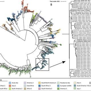 A Maximum Likelihood Phylogenetic Tree Based On 969 Complete