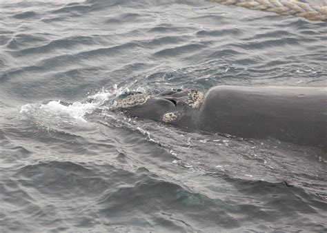 Whale Blowhole When A Whale Blows It Sounds Like A Holl Flickr