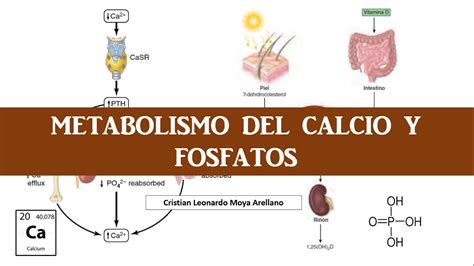 FISIOLOGÍA DEL CALCIO Y FOSFATOS FUNCIONES REGULACIÓN VITAMINA D