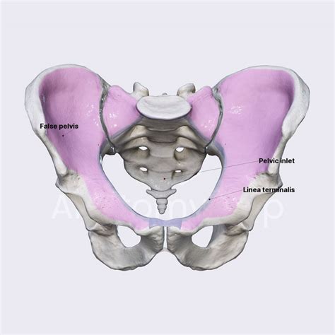 False pelvis (greater pelvis) | Pelvis | Pelvis | Anatomy.app | Learn anatomy | 3D models ...