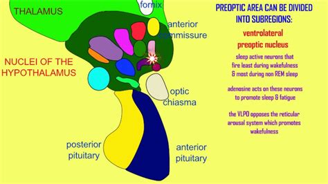 Preoptic Nucleus Of The Hypothalamus 1 Youtube