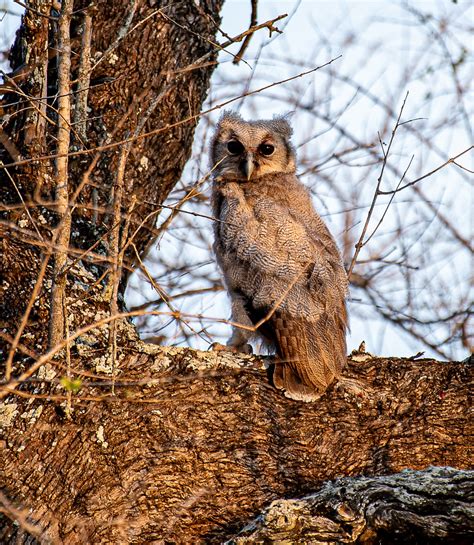 12 Verreaux Eagle Owl Jv Biyamiti 1 Of 1 Bilco2012 Flickr