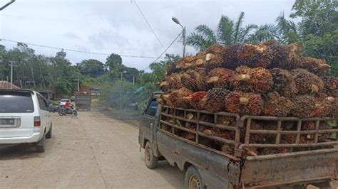 Seluruh PKS Di Bengkulu Tengah Kompak Turunkan Harga TBS Sawit