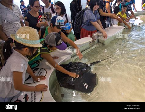 People Touching A Ray In The Touch Pool In Kaiyukan Aquarium Kansai