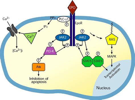 Simplified Diagram Of Erythropoietin Induced Signal Transduction