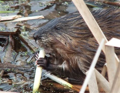 Muskrats Eat Swim And Dive At Cranberry Marsh In Whitby