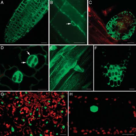 Subcellular Localization And Expression Patterns Of Selected Unknown