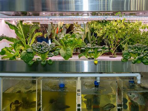 Fish Plants Magic The Aquaponics Method