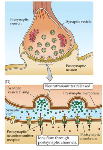 Neurotransmitter Systems I Sami Case Flashcards Quizlet