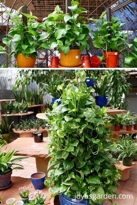 Pothos Plant Care The Easiest Trailing Houseplant 2023 Guide