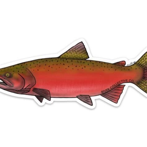 Chinook Salmon Etsy