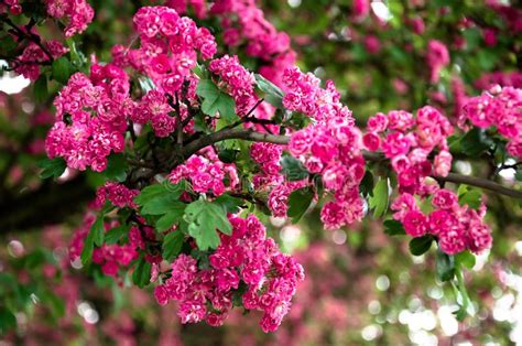 Lagerstroemia L P Talas Do Rosa Da Murta De Crepe Foto De Stock