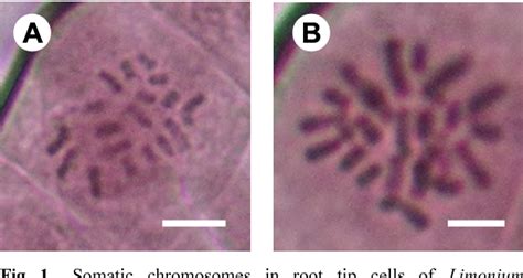 Figure 1 From Chromosome Doubling In Limonium Bellidifolium Gouan Dumort By Colchicine