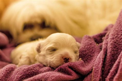 Cuanto Deben Ganar Al Dia Los Cachorros Recien Nacidos